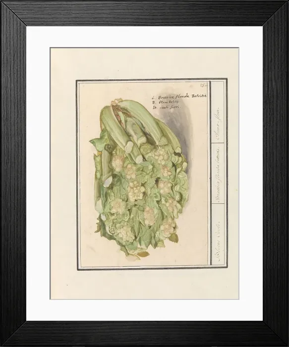 Framed Print : Cauliflower (Brassica oleracea convar. botrytis var. Botrytis), 1596-1610. Creators: Anselmus de Boodt, Elias Verhulst Framed Print : Cauliflower (Brassica oleracea convar. botrytis var. Botrytis), 1596-1610. Creators: Anselmus de Boodt, Elias Verhulst