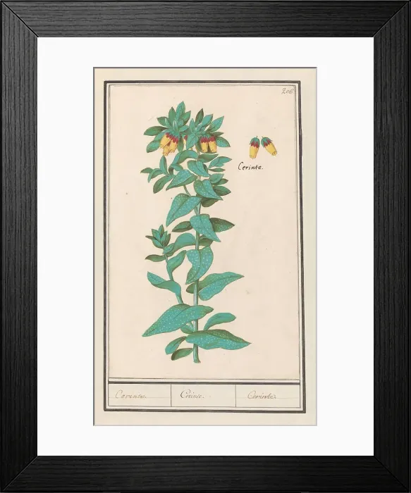 Framed Print : Cerinthe (Cerinthe major), 1596-1610. Creators: Anselmus de Boodt, Elias Verhulst Framed Print : Cerinthe (Cerinthe major), 1596-1610. Creators: Anselmus de Boodt, Elias Verhulst