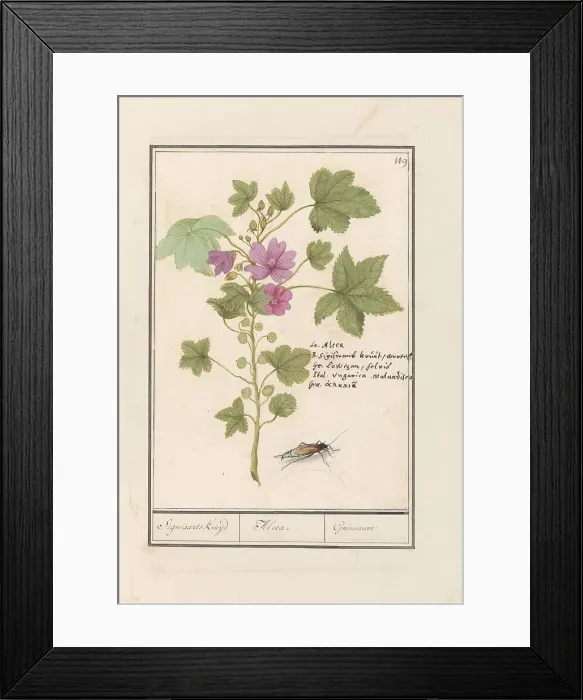 Framed Print : Large mallow (Malva sylvestris), 1596-1610. Creators: Anselmus de Boodt, Elias Verhulst Framed Print : Large mallow (Malva sylvestris), 1596-1610. Creators: Anselmus de Boodt, Elias Verhulst
