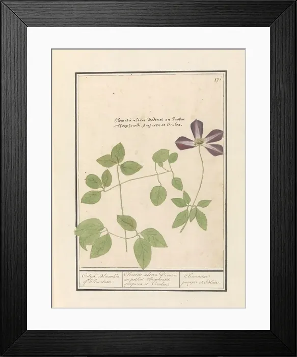 Framed Print : Clematis (Clematis), 1596-1610. Creators: Anselmus de Boodt, Elias Verhulst Framed Print : Clematis (Clematis), 1596-1610. Creators: Anselmus de Boodt, Elias Verhulst