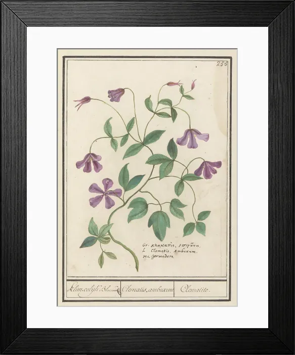 Framed Print : Clematis, 1596-1610. Creators: Anselmus de Boodt, Elias Verhulst Framed Print : Clematis, 1596-1610. Creators: Anselmus de Boodt, Elias Verhulst