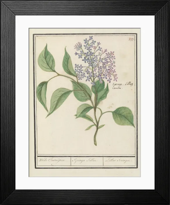 Framed Print : Lilac (Syringa vulgaris), 1596-1610. Creators: Anselmus de Boodt, Elias Verhulst Framed Print : Lilac (Syringa vulgaris), 1596-1610. Creators: Anselmus de Boodt, Elias Verhulst