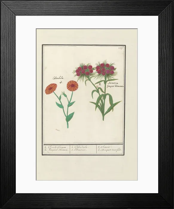 Framed Print : Marigold (Calendula) and Sweet William (Dianthus barbatus), 1596-1610. Creators: Anselmus de Boodt, Elias Verhulst Framed Print : Marigold (Calendula) and Sweet William (Dianthus barbatus), 1596-1610. Creators: Anselmus de Boodt, Elias Verhulst