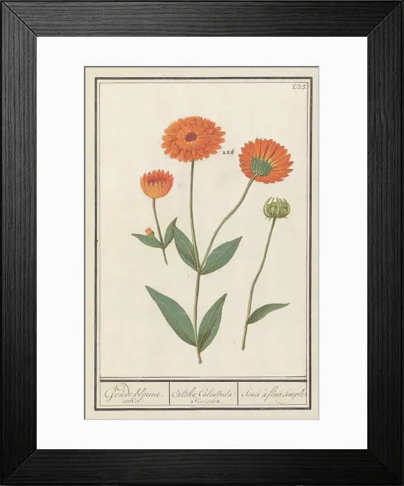 Framed Print : Marigold (Calendula), 1596-1610. Creators: Anselmus de Boodt, Elias Verhulst Framed Print : Marigold (Calendula), 1596-1610. Creators: Anselmus de Boodt, Elias Verhulst
