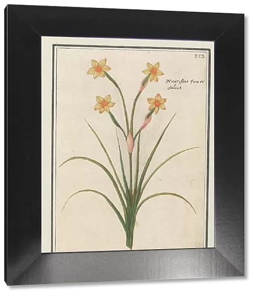 Narcis (Narcissus), 1596-1610. Creators: Anselmus de Boodt, Elias Verhulst