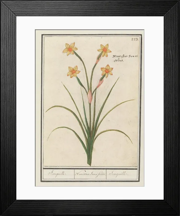 Framed Print : Narcis (Narcissus), 1596-1610. Creators: Anselmus de Boodt, Elias Verhulst Framed Print : Narcis (Narcissus), 1596-1610. Creators: Anselmus de Boodt, Elias Verhulst