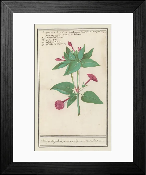 Framed Print : Night Beauty (Mirabilis jalapa), 1596-1610. Creators: Anselmus de Boodt, Elias Verhulst Framed Print : Night Beauty (Mirabilis jalapa), 1596-1610. Creators: Anselmus de Boodt, Elias Verhulst