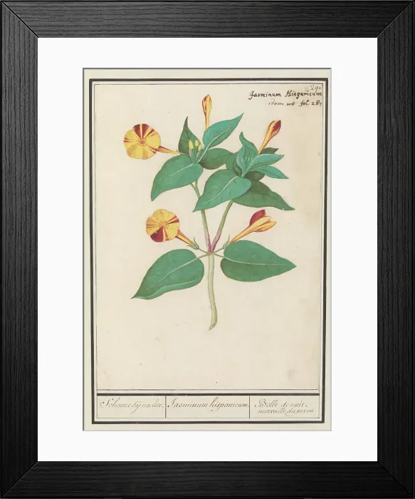 Framed Print : Night Beauty (Mirabilis jalapa), 1596-1610. Creators: Anselmus de Boodt, Elias Verhulst Framed Print : Night Beauty (Mirabilis jalapa), 1596-1610. Creators: Anselmus de Boodt, Elias Verhulst