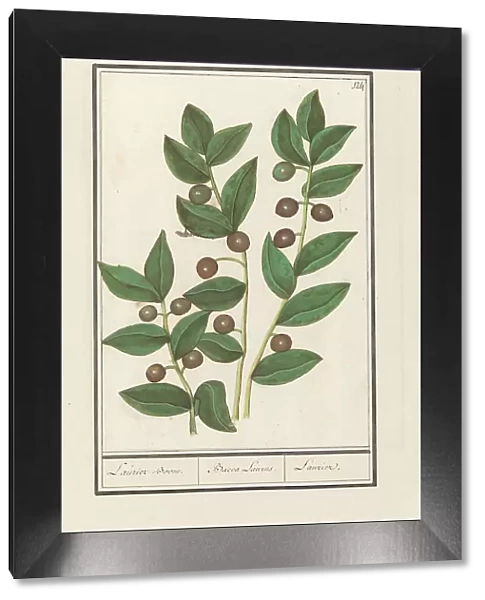 Olive (Olea europaea), 1596-1610. Creators: Anselmus de Boodt, Elias Verhulst