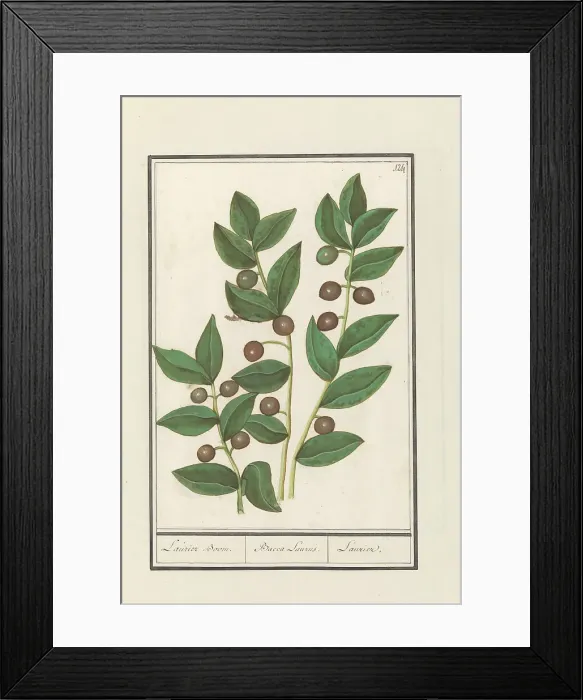 Framed Print : Olive (Olea europaea), 1596-1610. Creators: Anselmus de Boodt, Elias Verhulst Framed Print : Olive (Olea europaea), 1596-1610. Creators: Anselmus de Boodt, Elias Verhulst