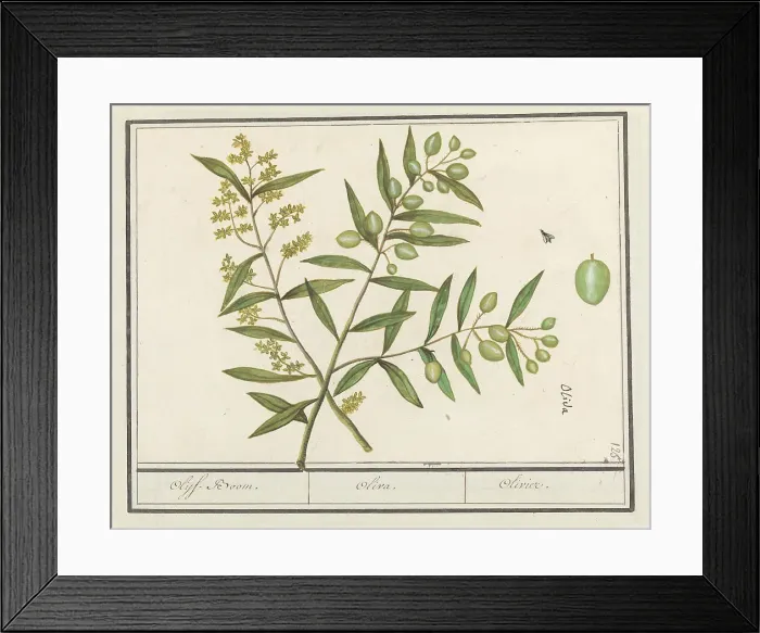 Framed Print : Olive (Olea europaea), 1596-1610. Creators: Anselmus de Boodt, Elias Verhulst Framed Print : Olive (Olea europaea), 1596-1610. Creators: Anselmus de Boodt, Elias Verhulst