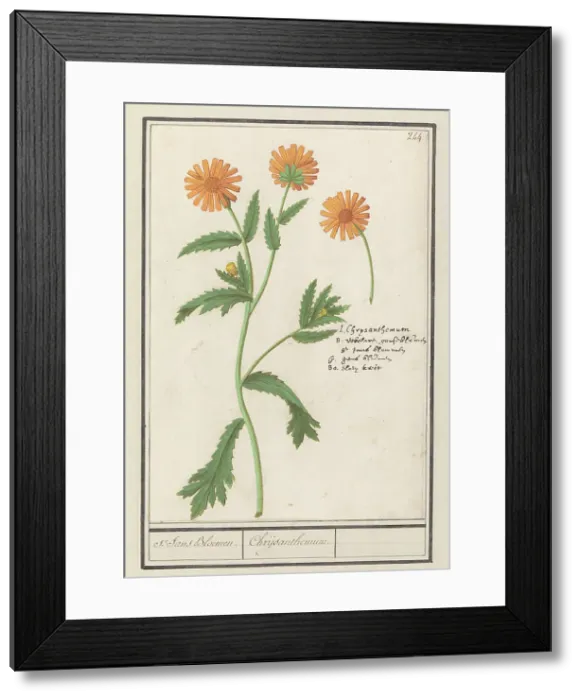 Framed Print : Chrysant (Chrysanthemum), 1596-1610. Creators: Anselmus de Boodt, Elias Verhulst Framed Print : Chrysant (Chrysanthemum), 1596-1610. Creators: Anselmus de Boodt, Elias Verhulst