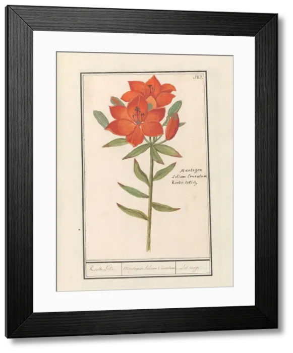 Framed Print : Red lily (Lilium), 1596-1610. Creators: Anselmus de Boodt, Elias Verhulst Framed Print : Red lily (Lilium), 1596-1610. Creators: Anselmus de Boodt, Elias Verhulst
