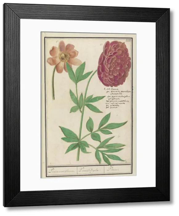 Framed Print : Peony (Paeonia), 1596-1610. Creators: Anselmus de Boodt, Elias Verhulst Framed Print : Peony (Paeonia), 1596-1610. Creators: Anselmus de Boodt, Elias Verhulst