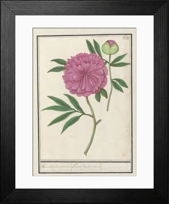 Framed Print : Peony (Paeonia), 1596-1610. Creators: Anselmus de Boodt, Elias Verhulst Framed Print : Peony (Paeonia), 1596-1610. Creators: Anselmus de Boodt, Elias Verhulst