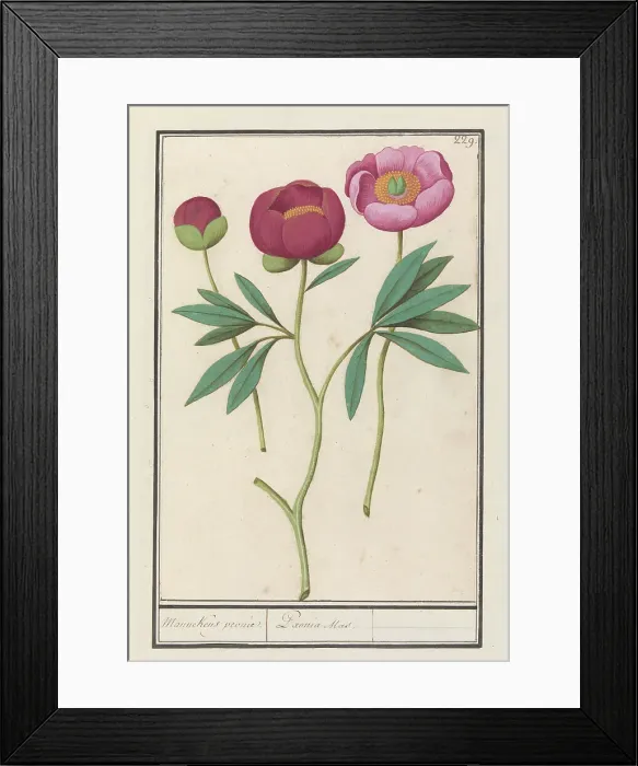 Framed Print : Peony (Paeonia), 1596-1610. Creators: Anselmus de Boodt, Elias Verhulst Framed Print : Peony (Paeonia), 1596-1610. Creators: Anselmus de Boodt, Elias Verhulst