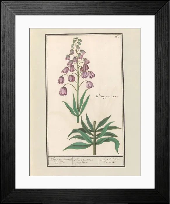 Framed Print : Persian lily (Fritillaria persica), 1596-1610. Creators: Anselmus de Boodt, Elias Verhulst Framed Print : Persian lily (Fritillaria persica), 1596-1610. Creators: Anselmus de Boodt, Elias Verhulst