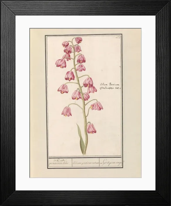 Framed Print : Persian lily (Fritillaria persica), 1596-1610. Creators: Anselmus de Boodt, Elias Verhulst Framed Print : Persian lily (Fritillaria persica), 1596-1610. Creators: Anselmus de Boodt, Elias Verhulst