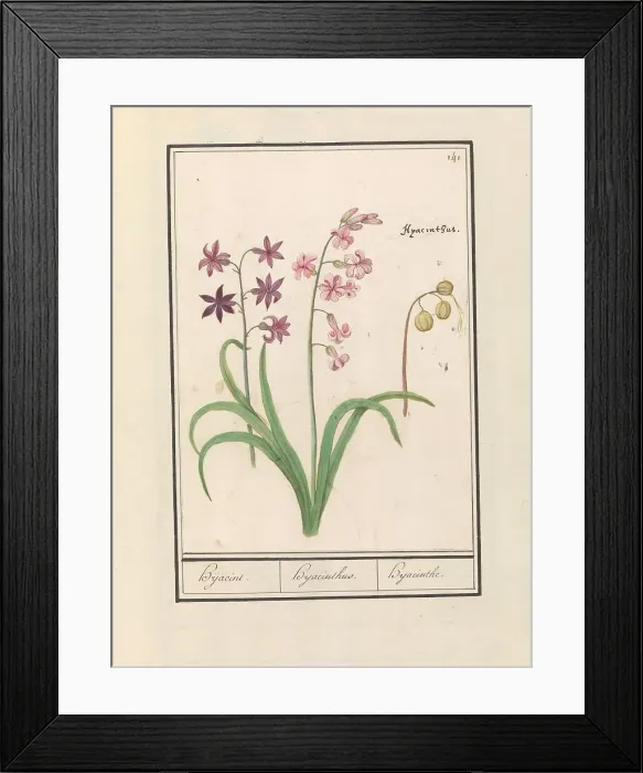 Framed Print : Hyacinth (Hyacinthus orientalis), 1596-1610. Creators: Anselmus de Boodt, Elias Verhulst Framed Print : Hyacinth (Hyacinthus orientalis), 1596-1610. Creators: Anselmus de Boodt, Elias Verhulst