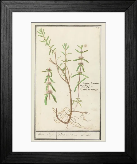 Framed Print : Pennyroyal (Mentha pulegium), 1596-1610. Creators: Anselmus de Boodt, Elias Verhulst Framed Print : Pennyroyal (Mentha pulegium), 1596-1610. Creators: Anselmus de Boodt, Elias Verhulst