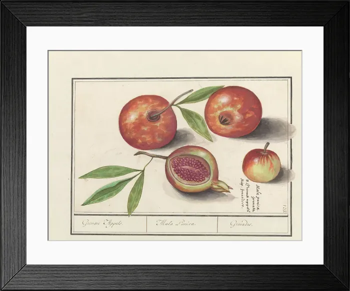 Framed Print : Pomegranate (Punica granatum), 1596-1610. Creators: Anselmus de Boodt, Elias Verhulst Framed Print : Pomegranate (Punica granatum), 1596-1610. Creators: Anselmus de Boodt, Elias Verhulst