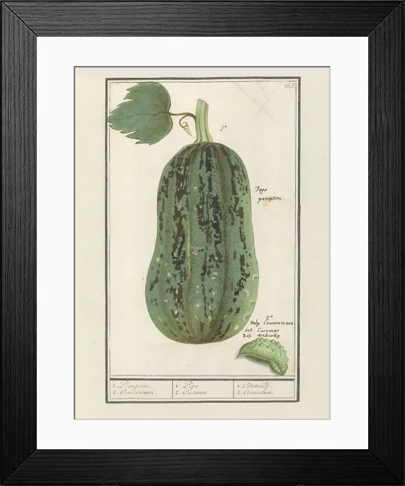 Framed Print : Pumpkin (Cucurbita pepo), 1596-1610. Creators: Anselmus de Boodt, Elias Verhulst Framed Print : Pumpkin (Cucurbita pepo), 1596-1610. Creators: Anselmus de Boodt, Elias Verhulst