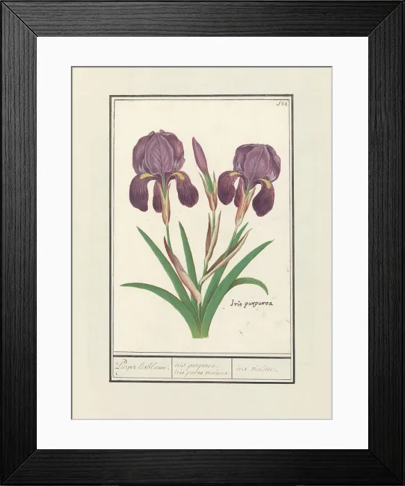 Framed Print : Purple iris (Iris germanica), 1596-1610. Creators: Anselmus de Boodt, Elias Verhulst Framed Print : Purple iris (Iris germanica), 1596-1610. Creators: Anselmus de Boodt, Elias Verhulst