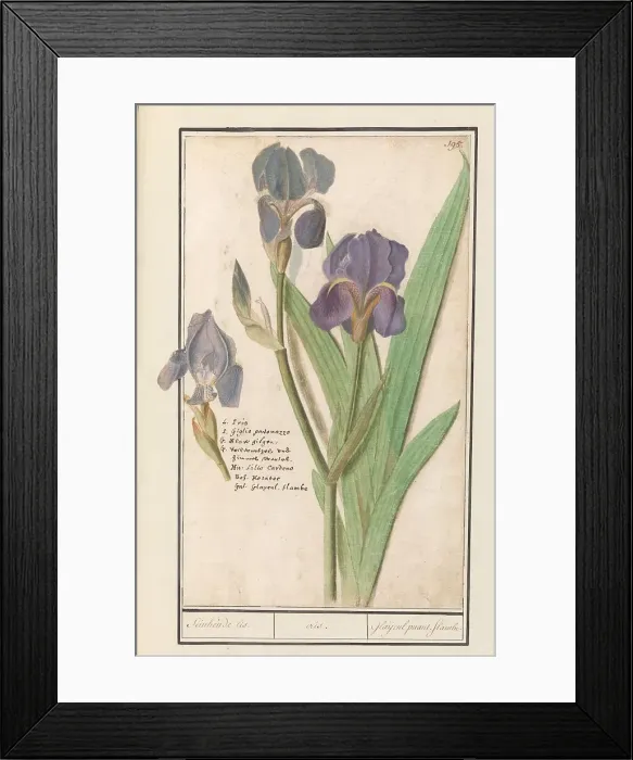 Framed Print : Purple iris (Iris germanica), 1596-1610. Creators: Anselmus de Boodt, Elias Verhulst Framed Print : Purple iris (Iris germanica), 1596-1610. Creators: Anselmus de Boodt, Elias Verhulst