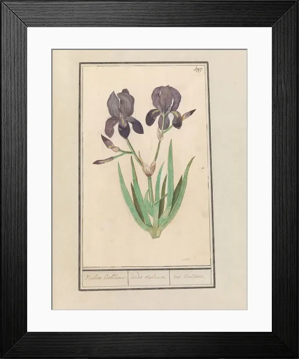 Framed Print : Purple iris (Iris germanica), 1596-1610. Creators: Anselmus de Boodt, Elias Verhulst Framed Print : Purple iris (Iris germanica), 1596-1610. Creators: Anselmus de Boodt, Elias Verhulst