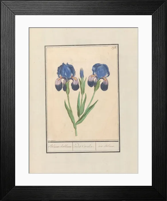 Framed Print : Purple iris (Iris germanica), 1596-1610. Creators: Anselmus de Boodt, Elias Verhulst Framed Print : Purple iris (Iris germanica), 1596-1610. Creators: Anselmus de Boodt, Elias Verhulst