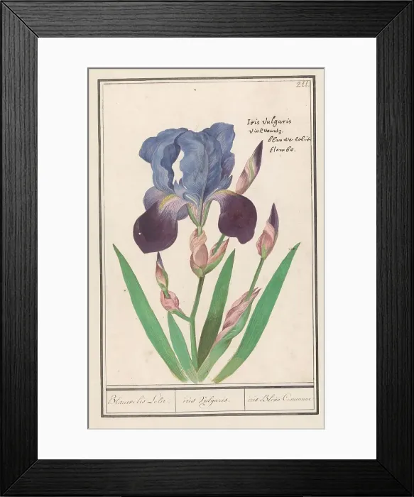 Framed Print : Purple iris (Iris germanica), 1596-1610. Creators: Anselmus de Boodt, Elias Verhulst Framed Print : Purple iris (Iris germanica), 1596-1610. Creators: Anselmus de Boodt, Elias Verhulst