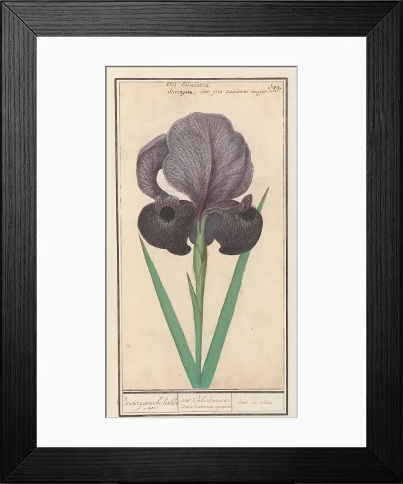 Framed Print : Mourning iris (Iris susiana), 1596-1610. Creators: Anselmus de Boodt, Elias Verhulst Framed Print : Mourning iris (Iris susiana), 1596-1610. Creators: Anselmus de Boodt, Elias Verhulst