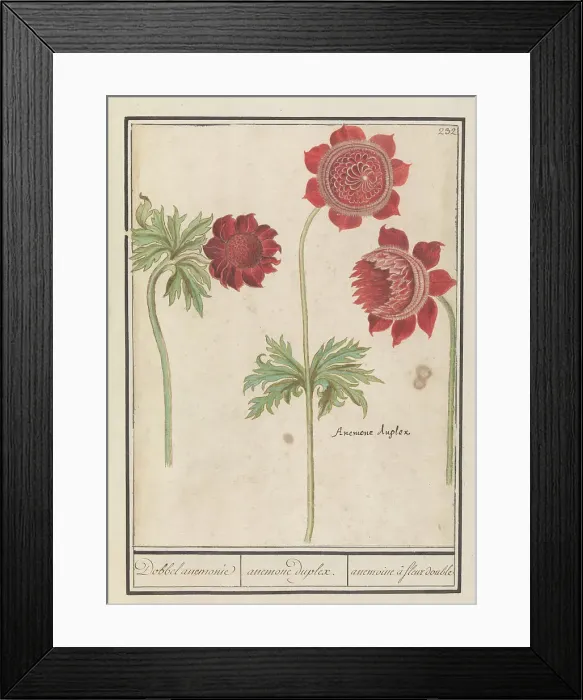 Framed Print : Peony (Paeonia) and Anemone (Anemone), 1596-1610. Creators: Anselmus de Boodt, Elias Verhulst
