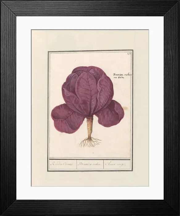 Framed Print : Red cabbage (Brassica oleracea convar. capitata var. rubra), 1596-1610. Creators: Anselmus de Boodt, Elias Verhulst Framed Print : Red cabbage (Brassica oleracea convar. capitata var. rubra), 1596-1610. Creators: Anselmus de Boodt, Elias Verhulst