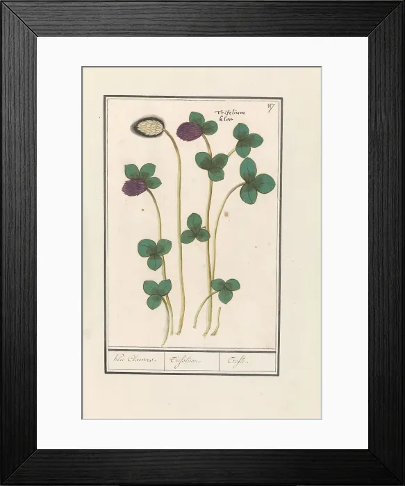 Framed Print : Red clover (Trifolium pratense), 1596-1610. Creators: Anselmus de Boodt, Elias Verhulst Framed Print : Red clover (Trifolium pratense), 1596-1610. Creators: Anselmus de Boodt, Elias Verhulst