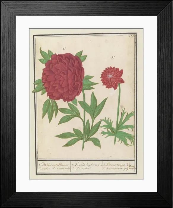 Framed Print : Peony (Paeonia) and Anemone (Anemone), 1596-1610. Creators: Anselmus de Boodt, Elias Verhulst Framed Print : Peony (Paeonia) and Anemone (Anemone), 1596-1610. Creators: Anselmus de Boodt, Elias Verhulst