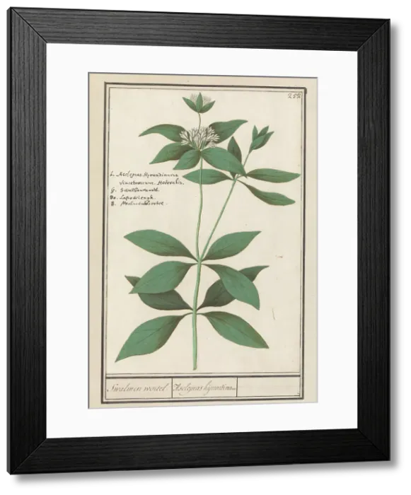 Framed Print : Silk plant (Asclepias syriaca), 1596-1610. Creators: Anselmus de Boodt, Elias Verhulst Framed Print : Silk plant (Asclepias syriaca), 1596-1610. Creators: Anselmus de Boodt, Elias Verhulst