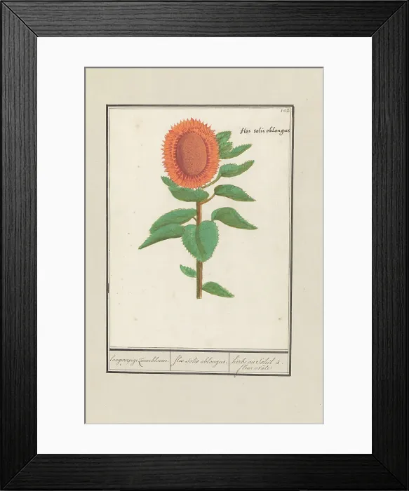 Framed Print : Sunflower (Helianthus annuus), 1596-1610. Creators: Anselmus de Boodt, Elias Verhulst Framed Print : Sunflower (Helianthus annuus), 1596-1610. Creators: Anselmus de Boodt, Elias Verhulst
