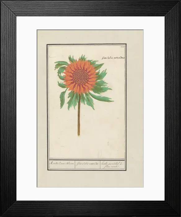 Framed Print : Sunflower (Helianthus annuus), 1596-1610. Creators: Anselmus de Boodt, Elias Verhulst Framed Print : Sunflower (Helianthus annuus), 1596-1610. Creators: Anselmus de Boodt, Elias Verhulst