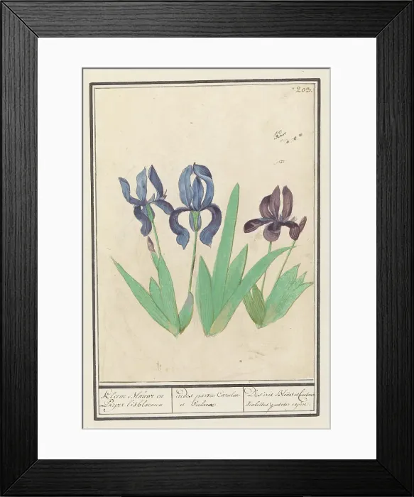 Framed Print : Blue and purple irises (Iris germanica), 1596-1610. Creators: Anselmus de Boodt, Elias Verhulst Framed Print : Blue and purple irises (Iris germanica), 1596-1610. Creators: Anselmus de Boodt, Elias Verhulst