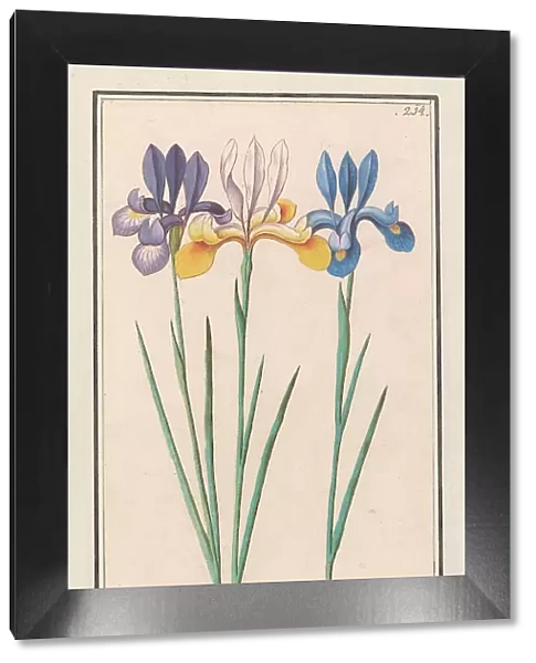 Iris (Iris sibirica), 1596-1610. Creators: Anselmus de Boodt, Elias Verhulst