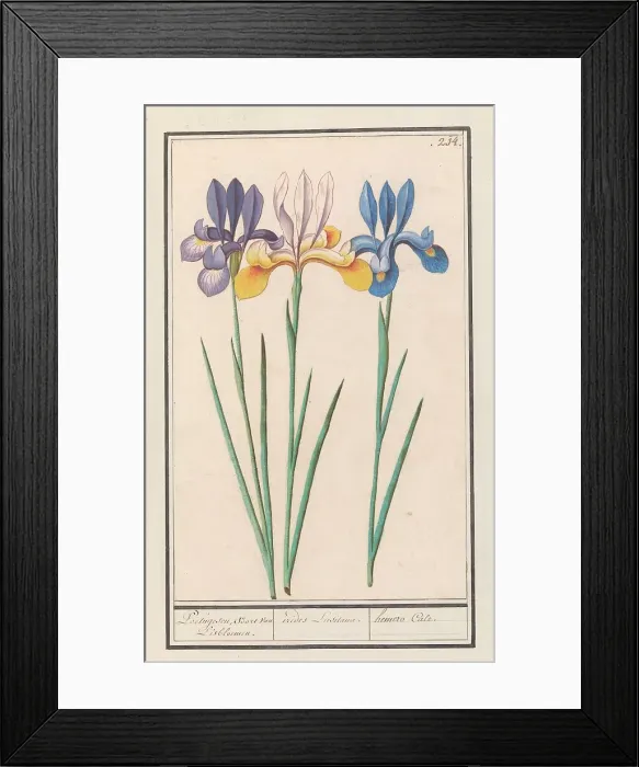 Framed Print : Iris (Iris sibirica), 1596-1610. Creators: Anselmus de Boodt, Elias Verhulst Framed Print : Iris (Iris sibirica), 1596-1610. Creators: Anselmus de Boodt, Elias Verhulst