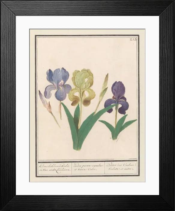Framed Print : Purple iris (Iris germanica), 1596-1610. Creators: Anselmus de Boodt, Elias Verhulst Framed Print : Purple iris (Iris germanica), 1596-1610. Creators: Anselmus de Boodt, Elias Verhulst