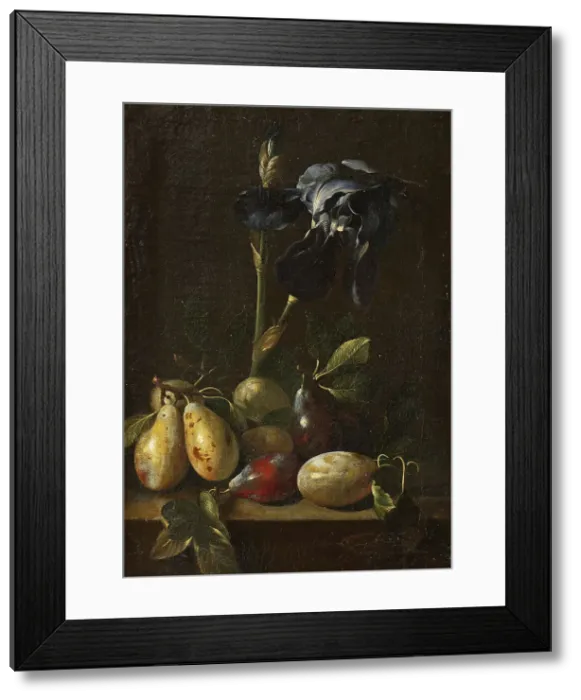 Framed Print : Still Life with an Iris and Plums. Creator: Attributed to Pietro Paolo Bonzi (1576-1636) Framed Print : Still Life with an Iris and Plums. Creator: Attributed to Pietro Paolo Bonzi (1576-1636)