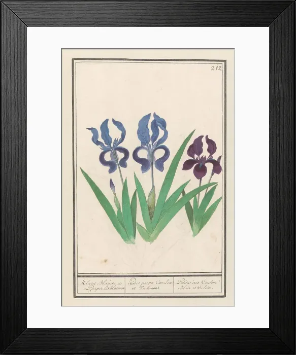 Framed Print : Purple iris (Iris germanica), 1596-1610. Creators: Anselmus de Boodt, Elias Verhulst Framed Print : Purple iris (Iris germanica), 1596-1610. Creators: Anselmus de Boodt, Elias Verhulst