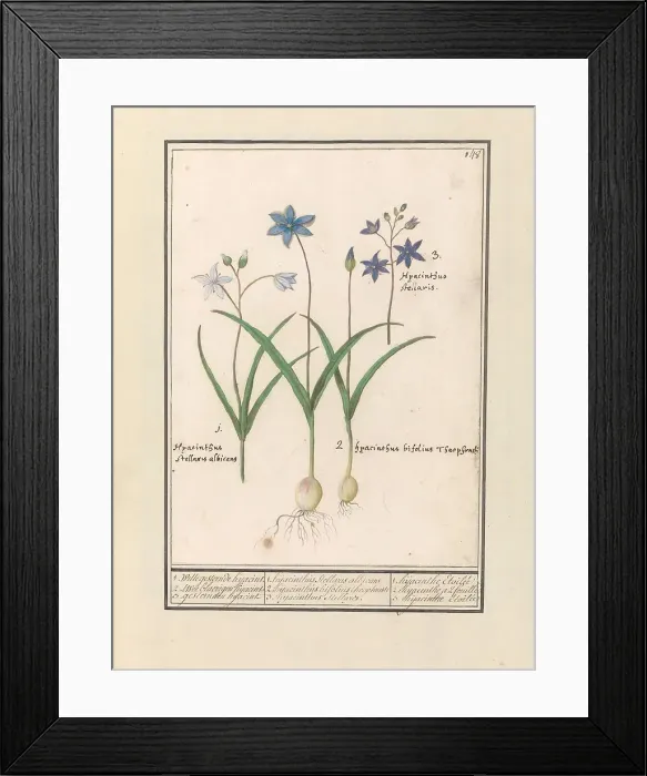 Framed Print : Star Hyacinth (Scilla), 1596-1610. Creators: Anselmus de Boodt, Elias Verhulst Framed Print : Star Hyacinth (Scilla), 1596-1610. Creators: Anselmus de Boodt, Elias Verhulst