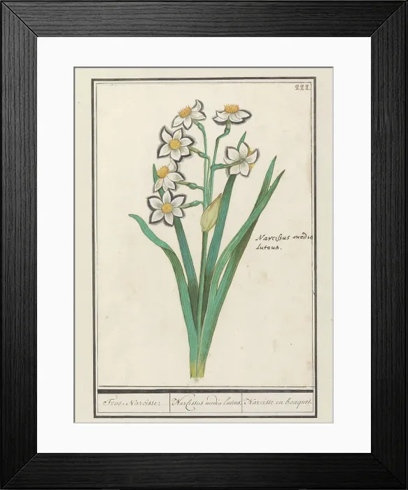 Framed Print : Spray Daffodil (Narcissus), 1596-1610. Creators: Anselmus de Boodt, Elias Verhulst Framed Print : Spray Daffodil (Narcissus), 1596-1610. Creators: Anselmus de Boodt, Elias Verhulst