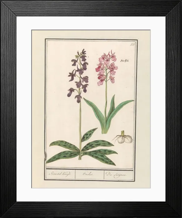 Framed Print : Orchid (Orchidaceae), 1596-1610. Creators: Anselmus de Boodt, Elias Verhulst Framed Print : Orchid (Orchidaceae), 1596-1610. Creators: Anselmus de Boodt, Elias Verhulst