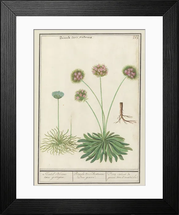 Framed Print : Cowslip (Primula), 1596-1610. Creators: Anselmus de Boodt, Elias Verhulst