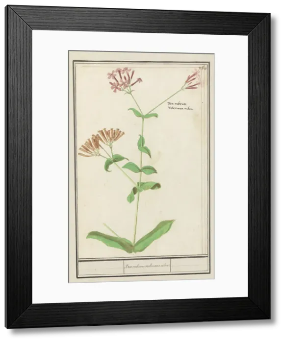 Framed Print : Unknown plant, 1596-1610. Creators: Anselmus de Boodt, Elias Verhulst Framed Print : Unknown plant, 1596-1610. Creators: Anselmus de Boodt, Elias Verhulst